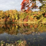 メキシコ駐在2年の私が3年ぶりに日本の紅葉を見たら心が洗われた