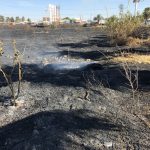 メキシコの草刈りは刈らないんです、燃やすんです！