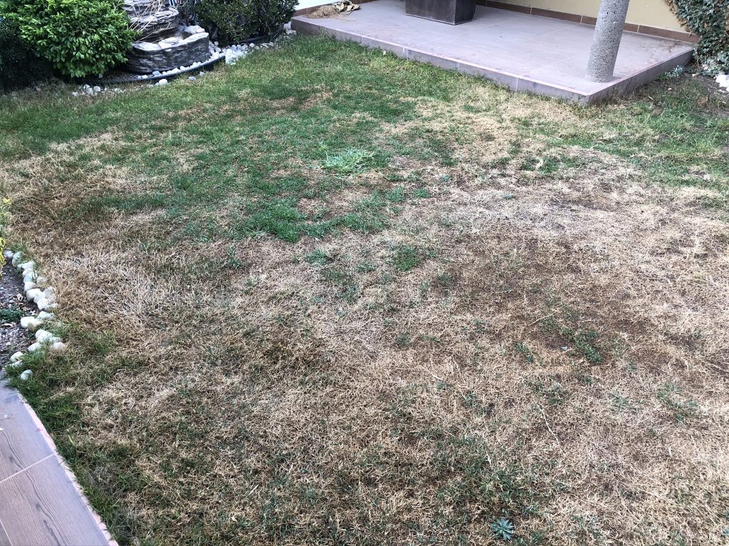 メキシコで芝生を育ててみる⑥