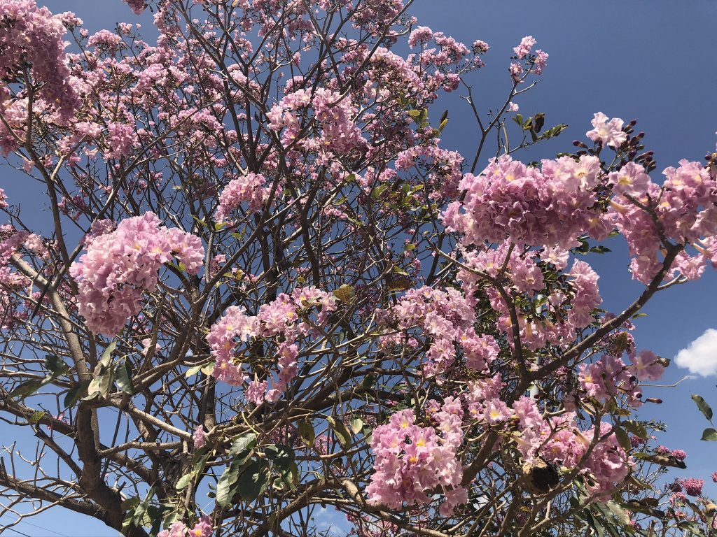 メキシコにも桜が咲いている！！とおもってしまうほどやさしいピンク色のお花がいっぱい！メキシコのチアパス州にて