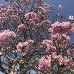 メキシコにも桜が咲いている！！とおもってしまうほどやさしいピンク色のお花がいっぱい！メキシコのチアパス州にて