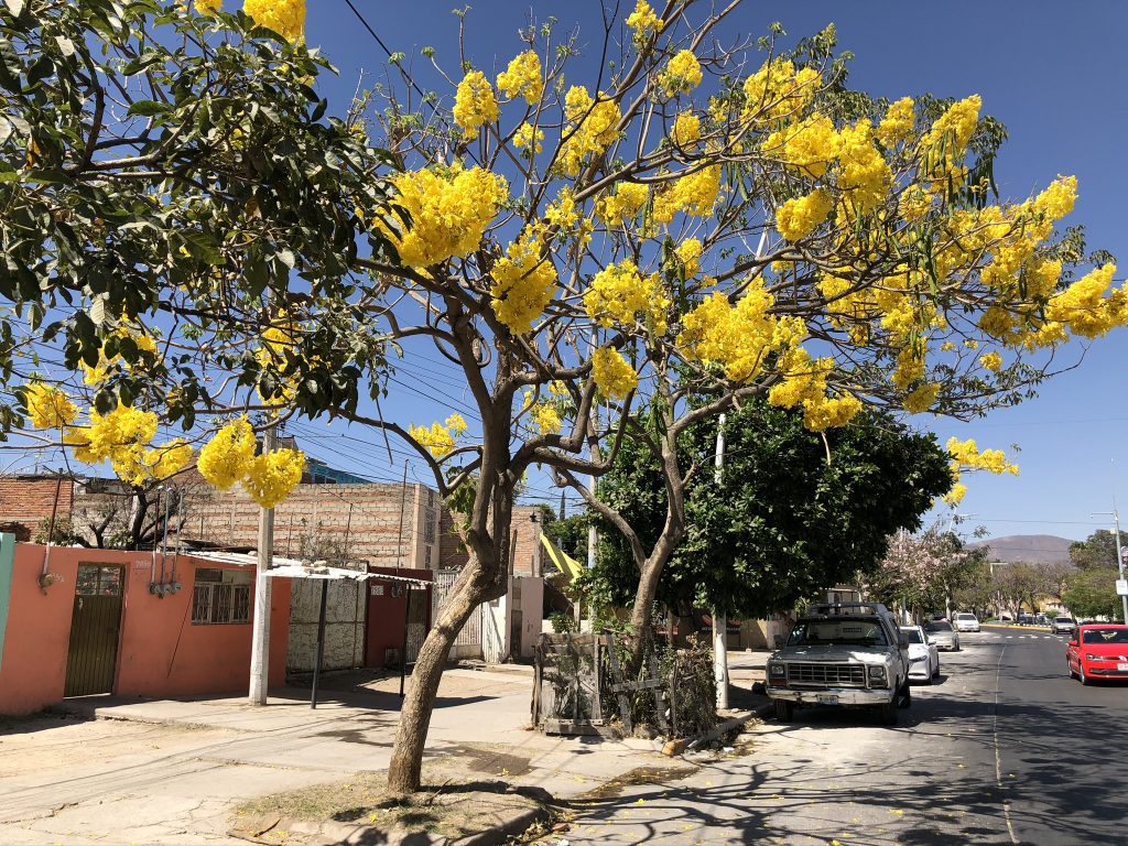 メキシコのグアダラハラでみた黄色い花を咲かせる木々！青い空に映えるこの花はなに？