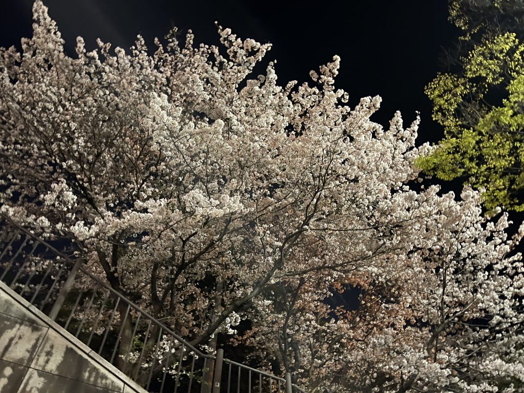 広島も桜が満開です。比治山トンネル沿いの桜を、ふと見てみる。広島B級観光地